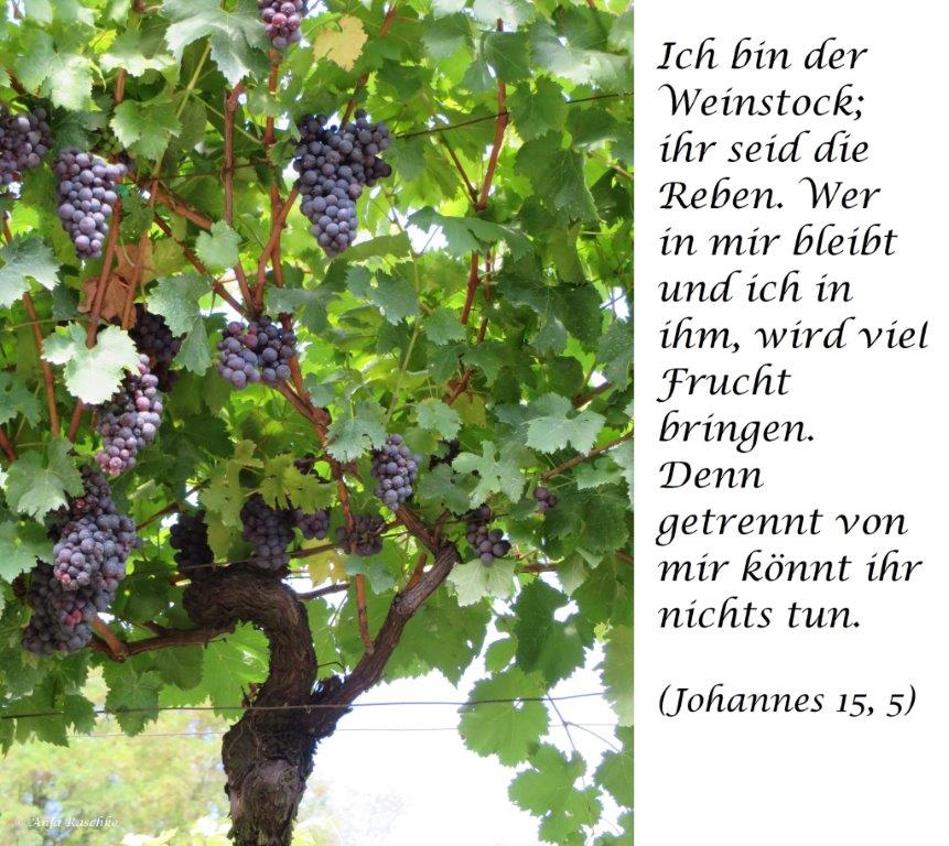 Johannes 15,5 Johannes 15,5