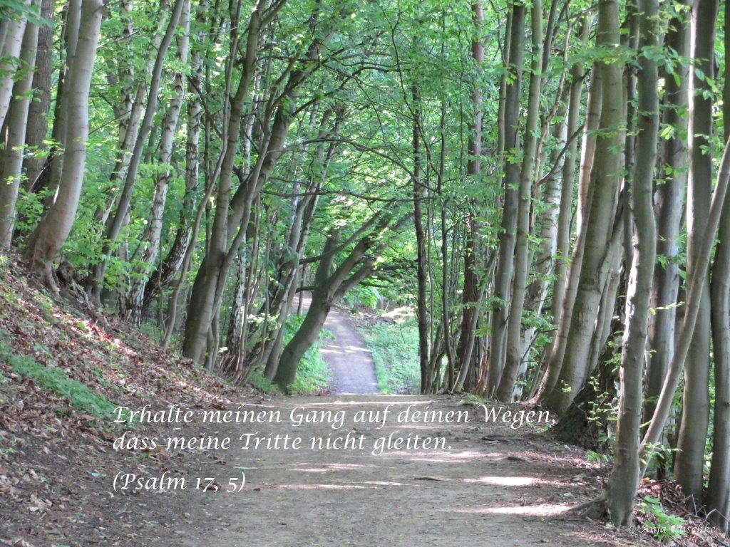 Psalm  17,5